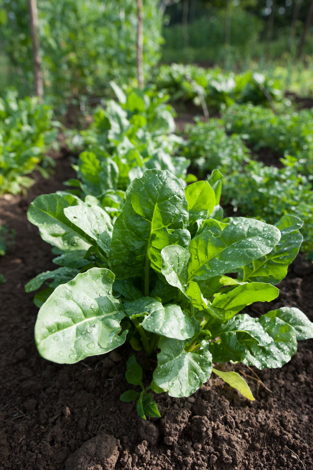 Spinach (photo credit Pike Nurseries)