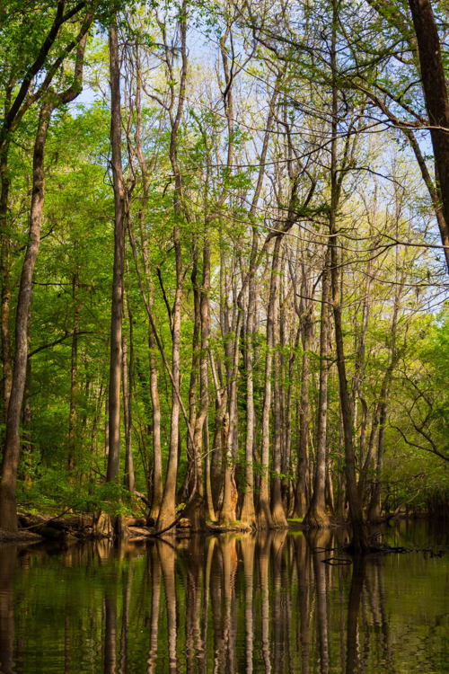Congaree National Park, SC