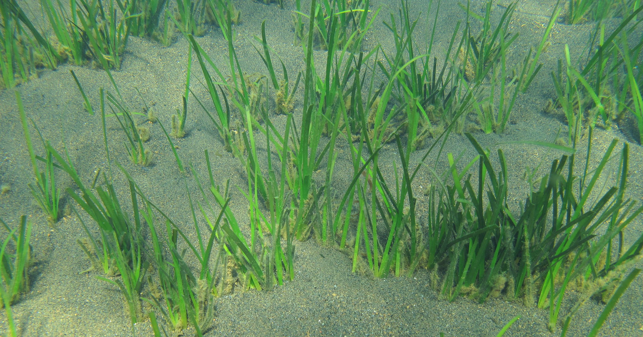 Seagrasses Cymodocea nodosa. Copyright Thorsten Reusch (GEOMAR)