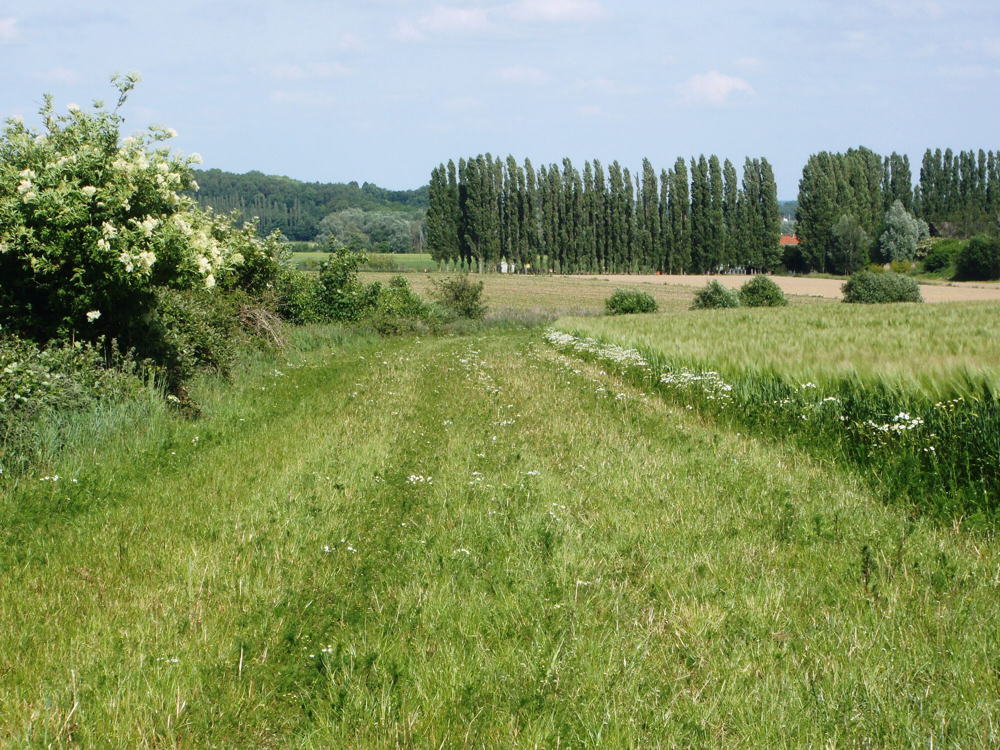 Gemaaide kruidenrijke akkerrand ©Vlaamse Landmaatschappij