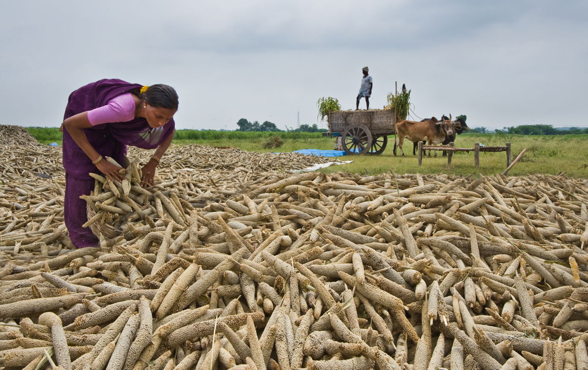 File image of a pearl millet farmer in Ananantpur, Andhra Pradesh. 