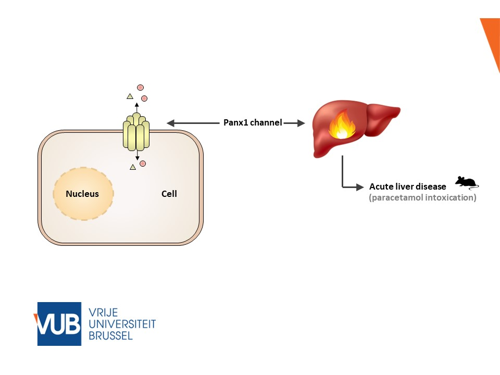 VUB team develops breakthrough nanobody technology against liver inflammation 