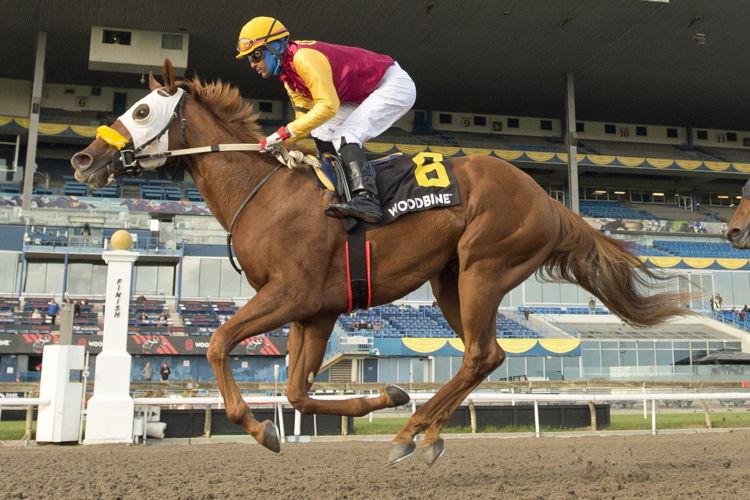 Poulin in O T and jockey Patrick Husbands winning the Frost King Stakes on October 15, 2022 (Michael Burns Photo) 