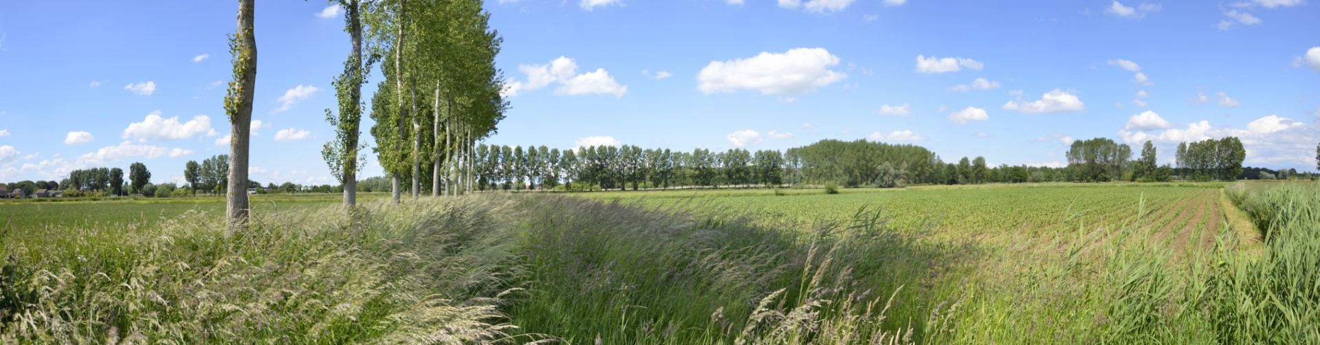 Zicht op projectgebied Reepkens