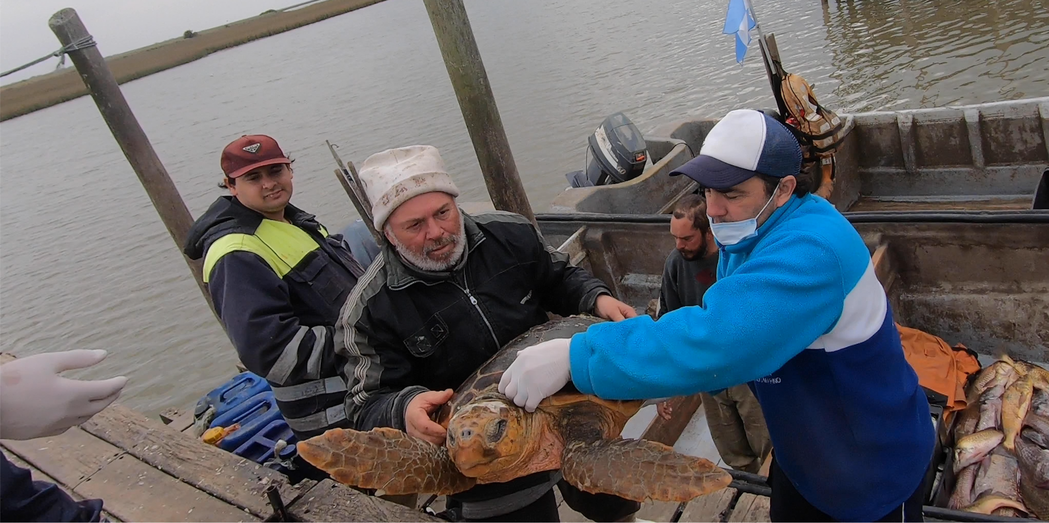 Una tortuga cabezona de 50 kilos regresó al mar después de quedar atrapada en una red de pesca artesanal