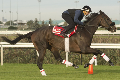 Queen’s Plate winner Moira running this Saturday in Woodbine’s E.P. Taylor Stakes