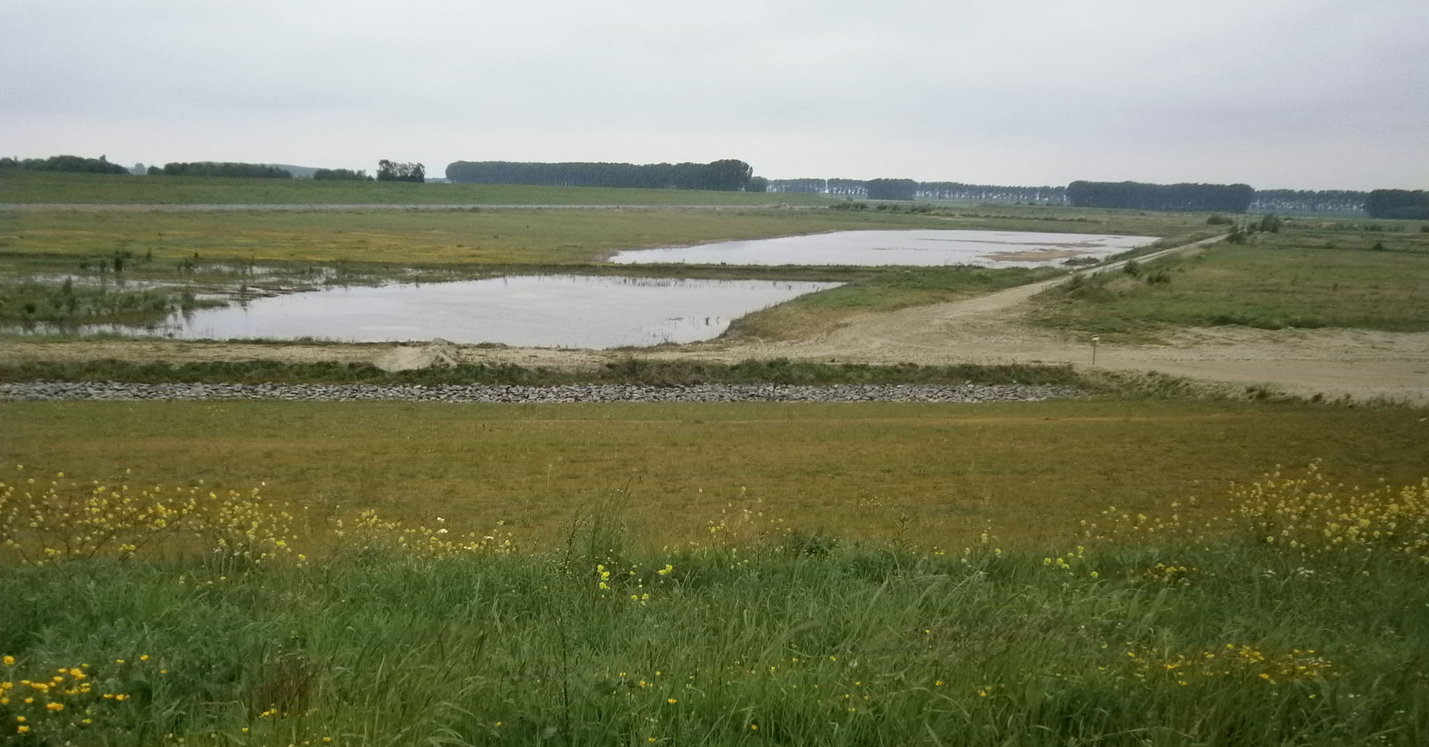 In het Hedwige-Prosperproject krijgt de Schelde meer ruimte door poldergrond terug te geven aan de rivier. Zo kan de getijdennatuur herleven. In de zomer broedden er 75 klutenkoppels in de polder.