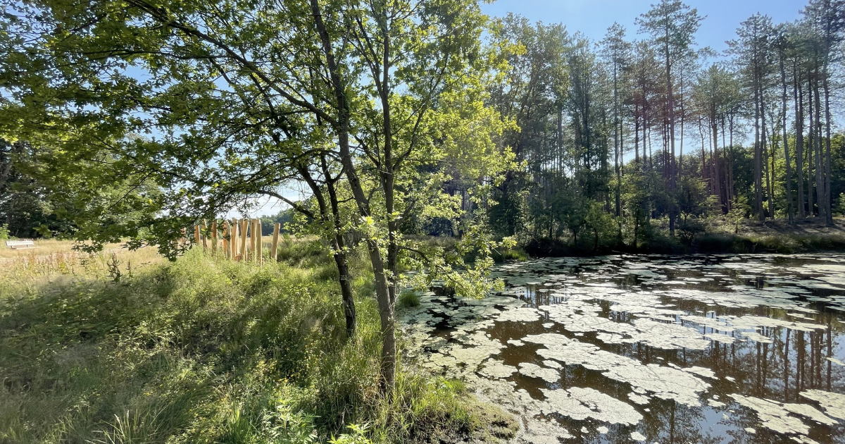 Van stal tot speelbos: kinderen openen nieuwe natuurplek Op de Schomme