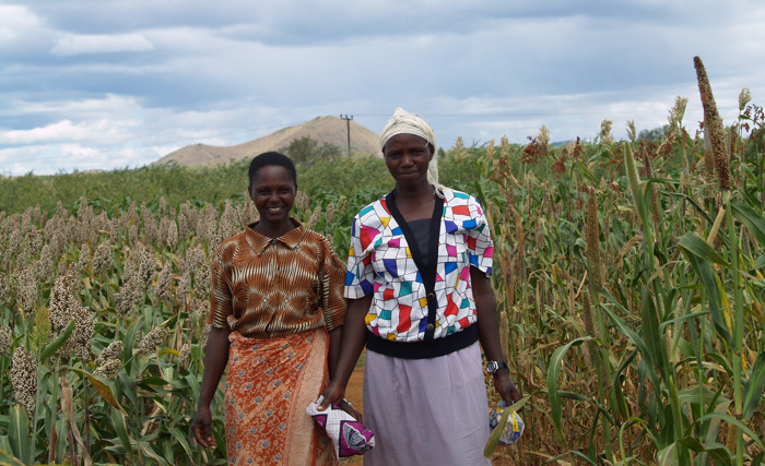 Unlocking the Power of Millets and Sorghum