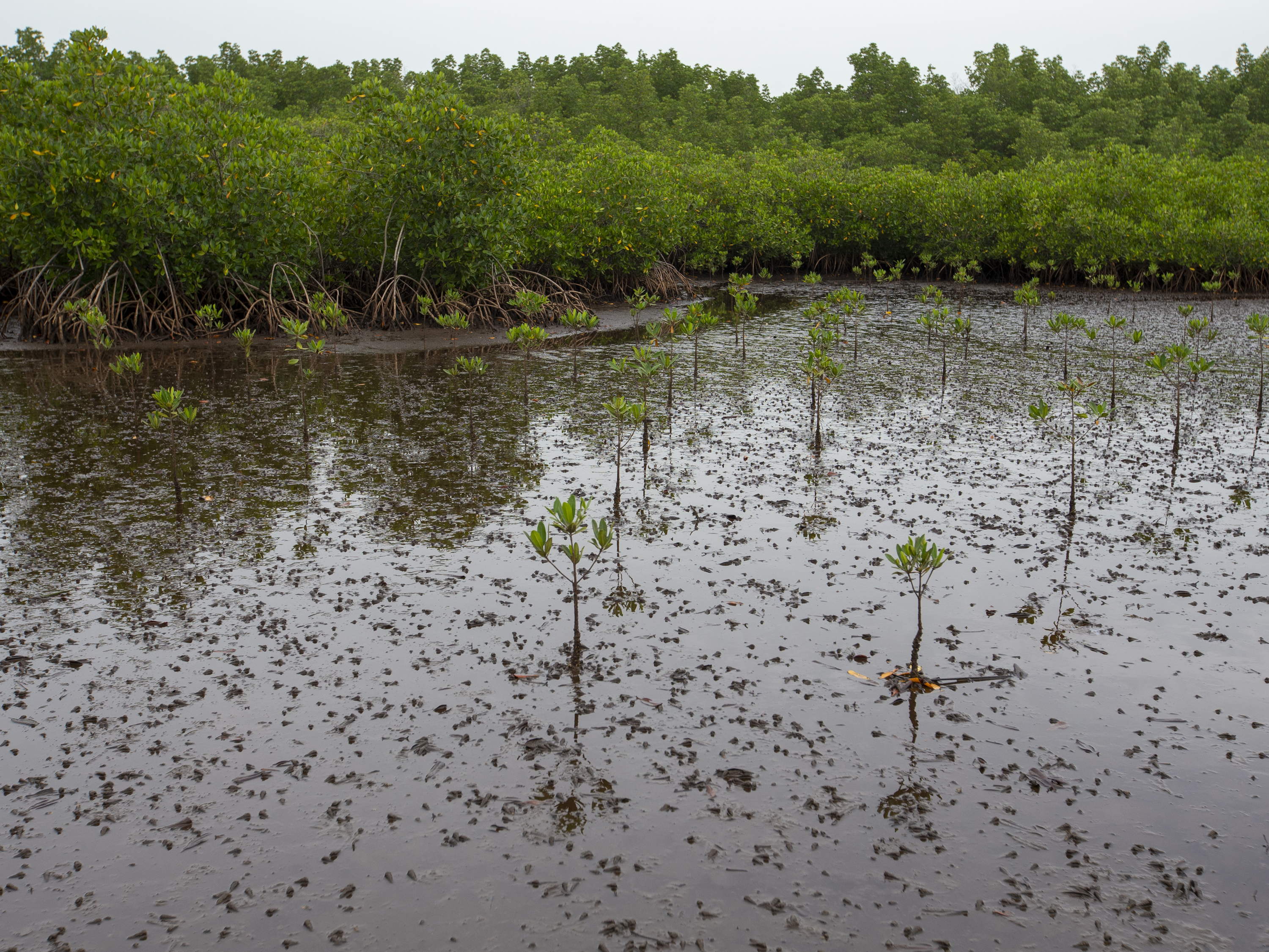 Mangroveninsel unter flämischer Leitung in Ecuador wächst schnell