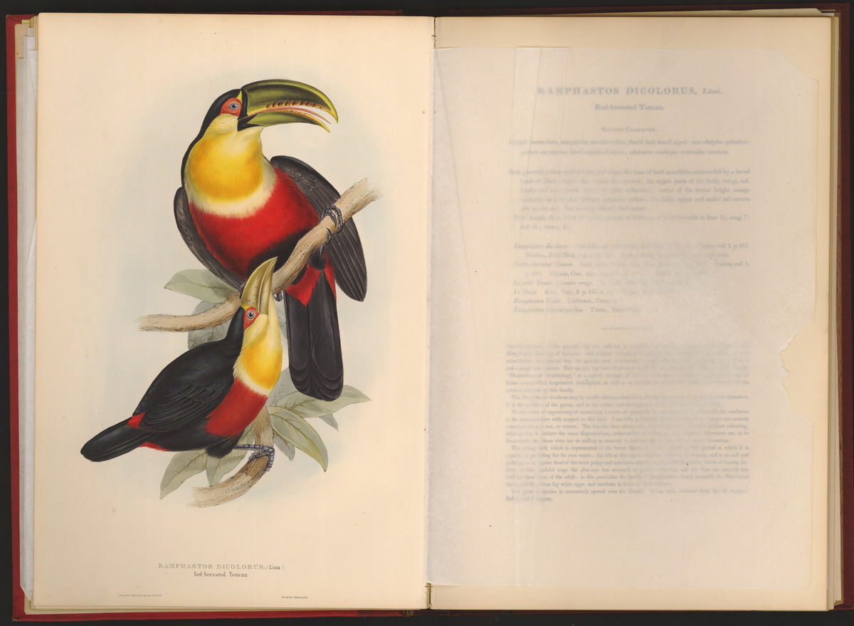 A monograph of toucans door John Gould, copyright Erfgoedbibliotheek Hendrik Conscience, collectie KMDA