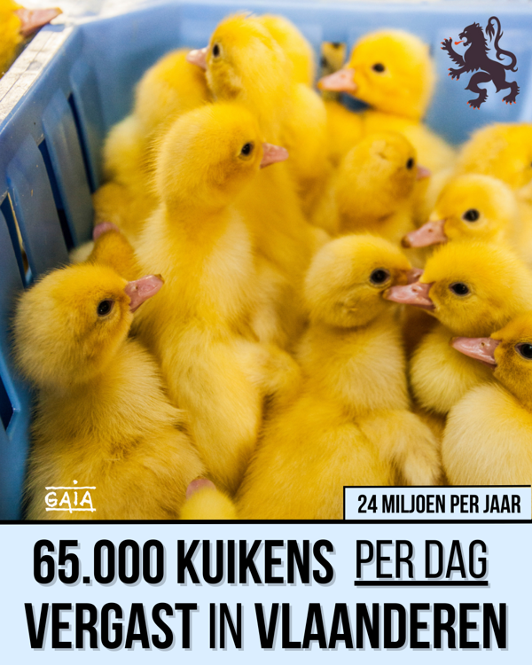 Hallucinant: Commissie Dierenwelzijn in Vlaams Parlement stemt tegen verbod op doden van eendagskuikens