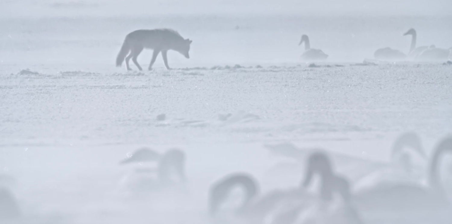 Epic Yellowstone