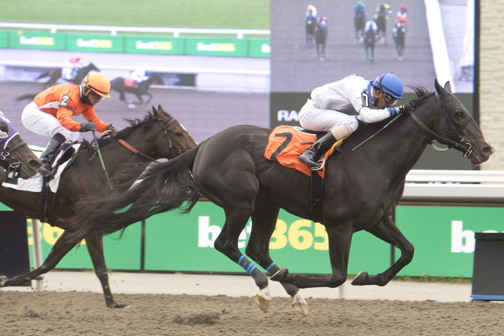 Souper Sinclair and jockey Keveh Nicholls winning Race 4 on October 21, 2023 at Woodbine (Michael Burns Photo) 