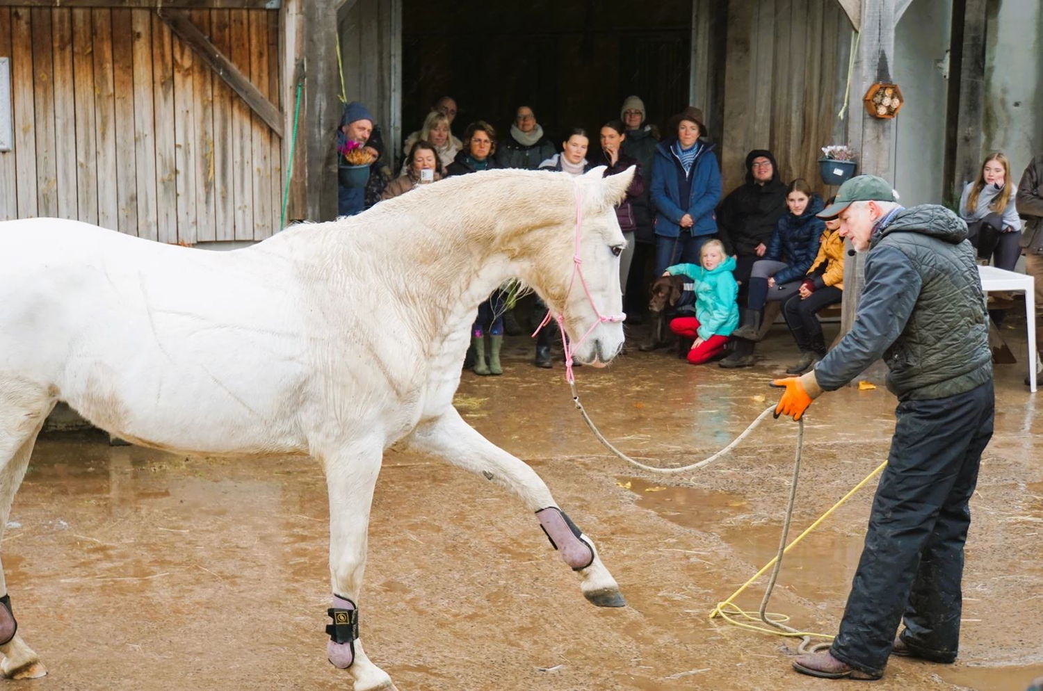 een horsemanspecialist aan het werk