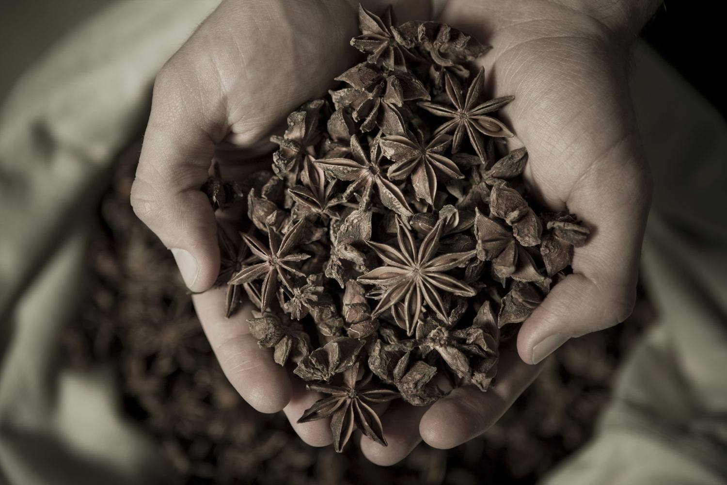 Jägermeister herbs