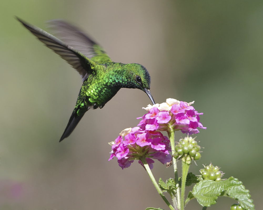 Hummingbird feeding from lantana (photo credit Pike Nurseries)