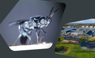 Arla Foods Ingredients partners with ENORM to harness upcycling power of insects