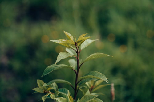 Jeune arbre planté