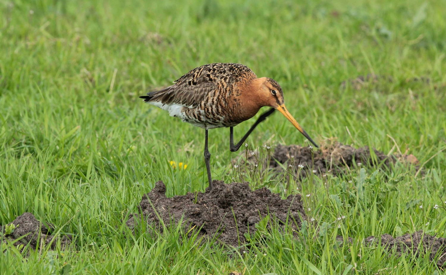 ©Davy Noelmans – Door graslanden later te maaien, stijgen de overlevingskansen van weidevogels zoals grutto. 
