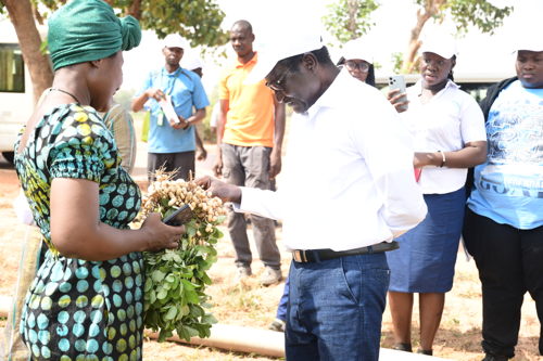 Showcasing improved groundnut varieties to visitors
