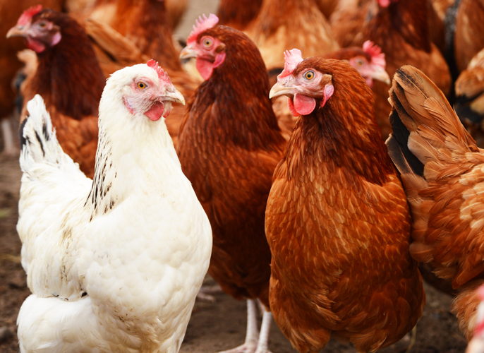 Allevamenti pollo