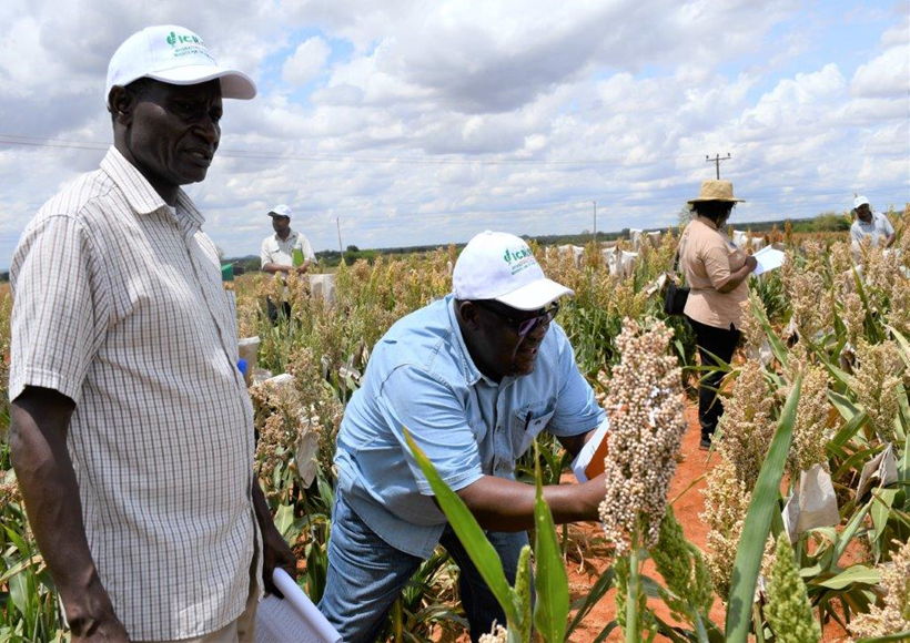 Participants making selections from field varieties on display