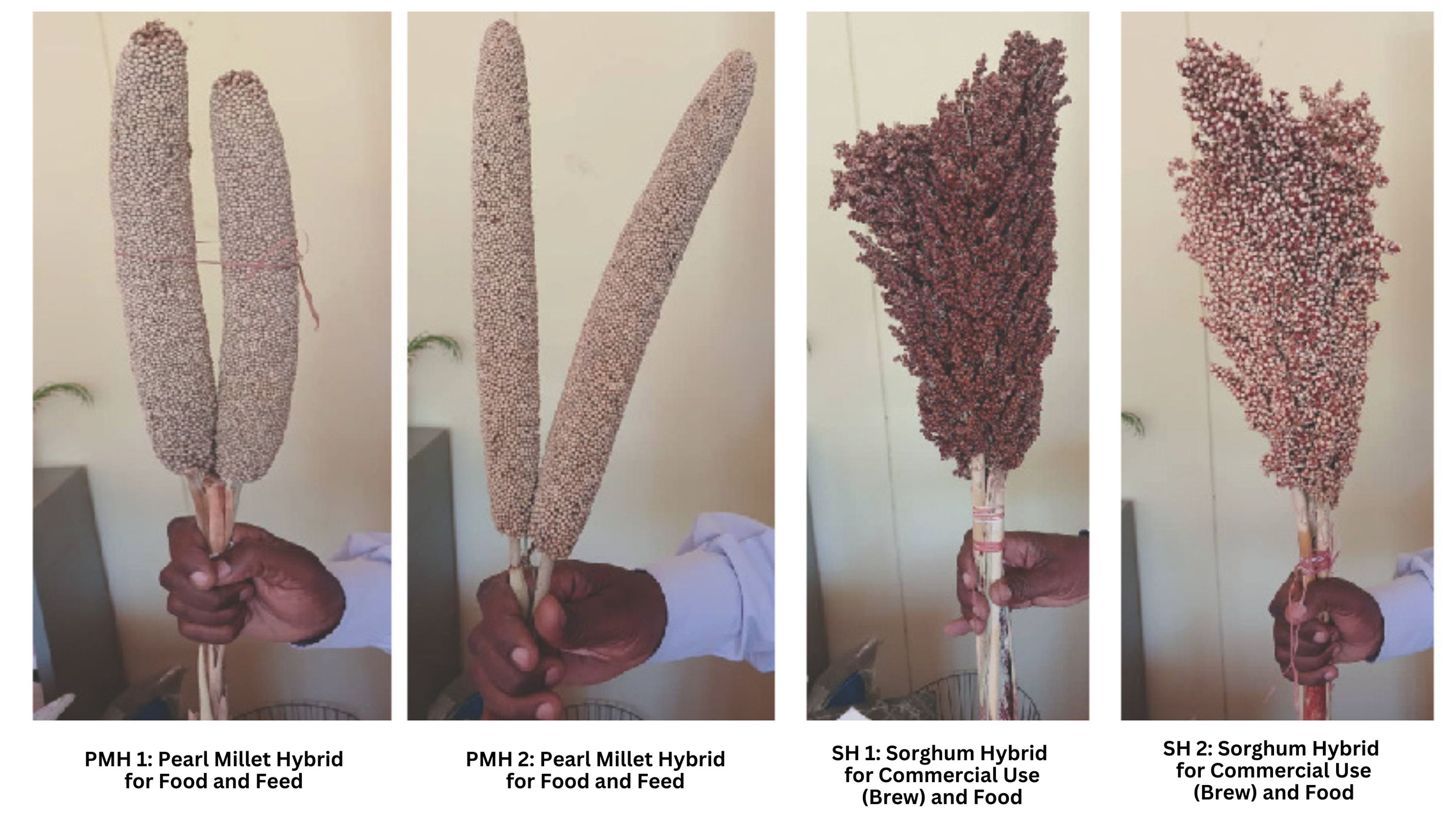 ICRISAT Co-Releases First Pearl Millet and Sorghum Hybrids in Zimbabwe