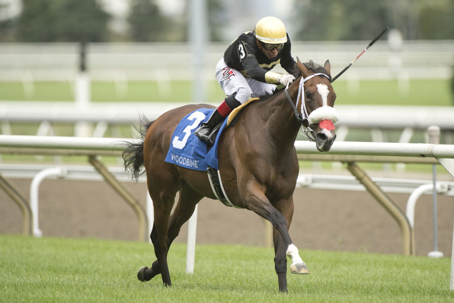 Full Count Felicia and jockey Rafael Hernandez winning the Canadian Stakes (G2) on August 10, 2024 at Woodbine (Michael Burns Photo)
