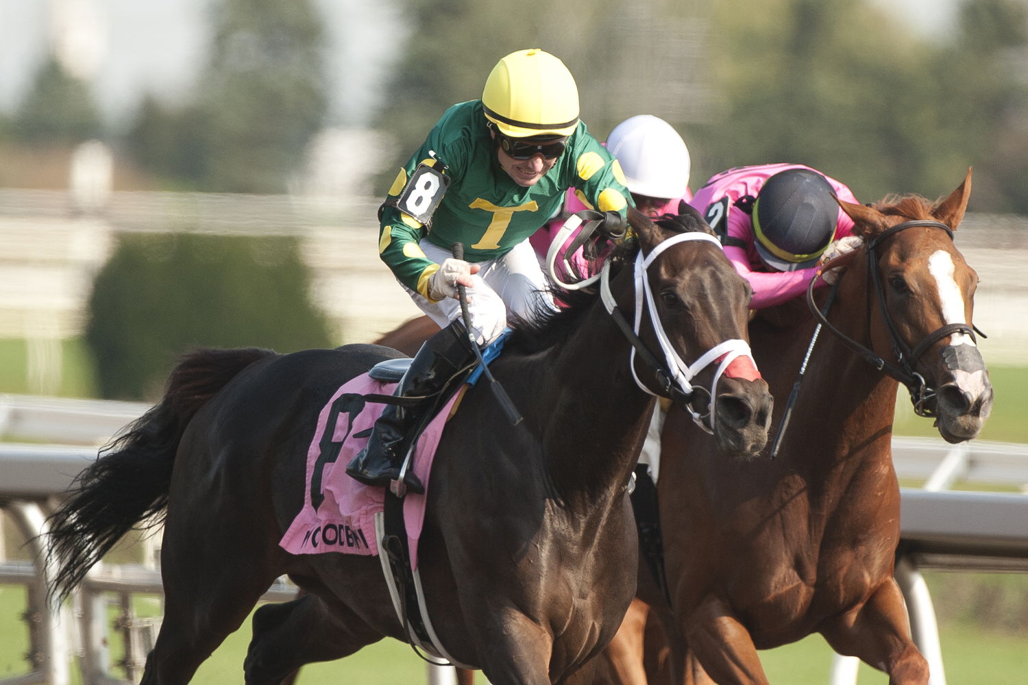 Fashionably Fab and jockey David Moran winning the Ontario Matron Stakes (G3) on September 14, 2024 at Woodbine (Michael Burns Photo)