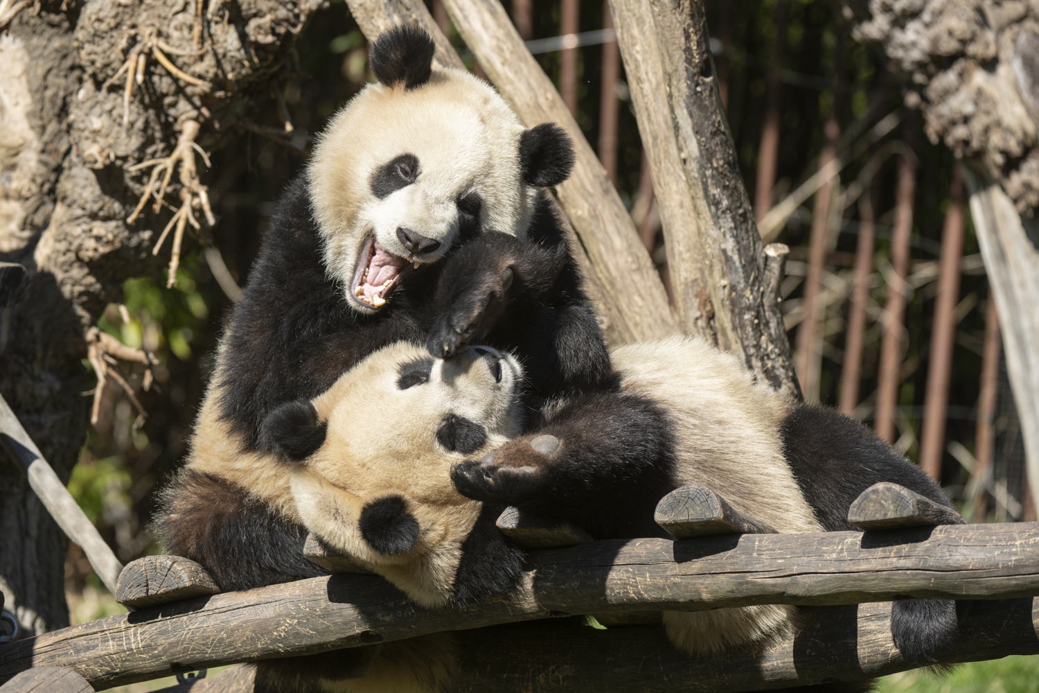 Bao Mei & Bao Di 2022