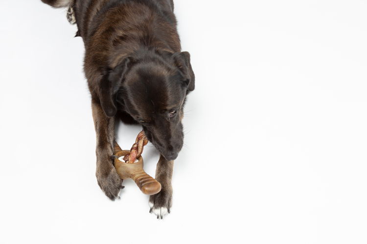 Benebone Pawplexer