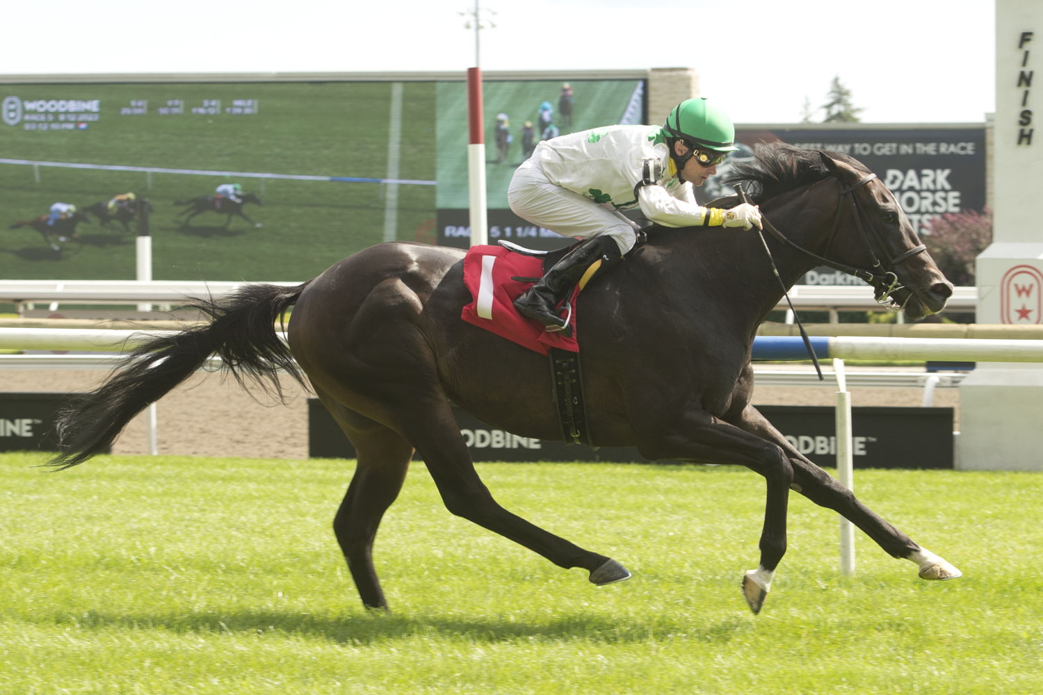 Malibu Mambo and jockey David Moran winning Race 5 on August 12, 2023 at Woodbine (Michael Burns Photo)
