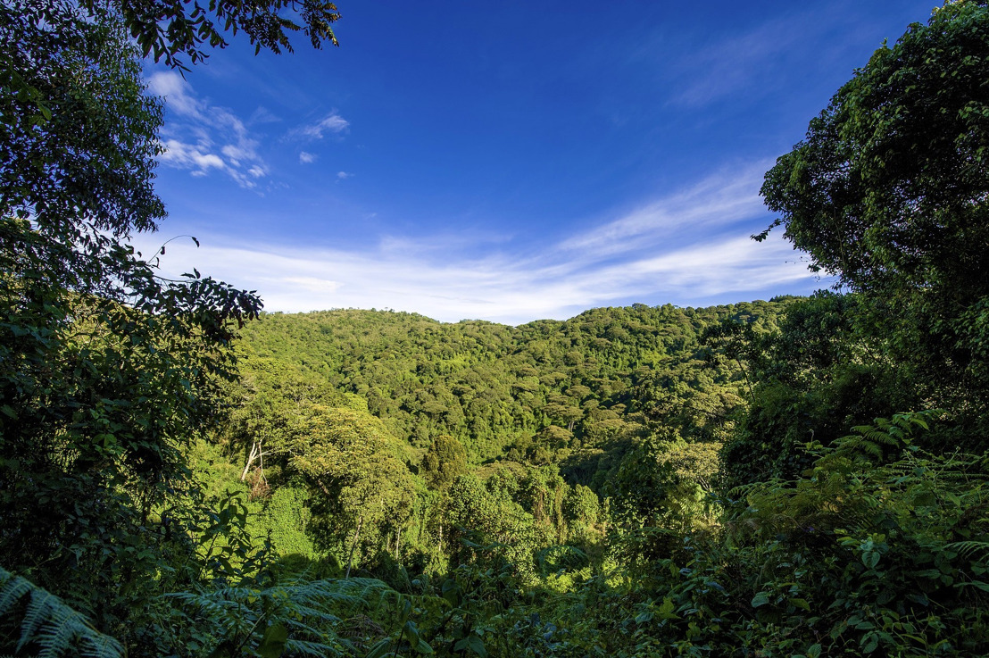 Significant Progress made to Reduce Deforestation and Forest Degradation in St. Lucia