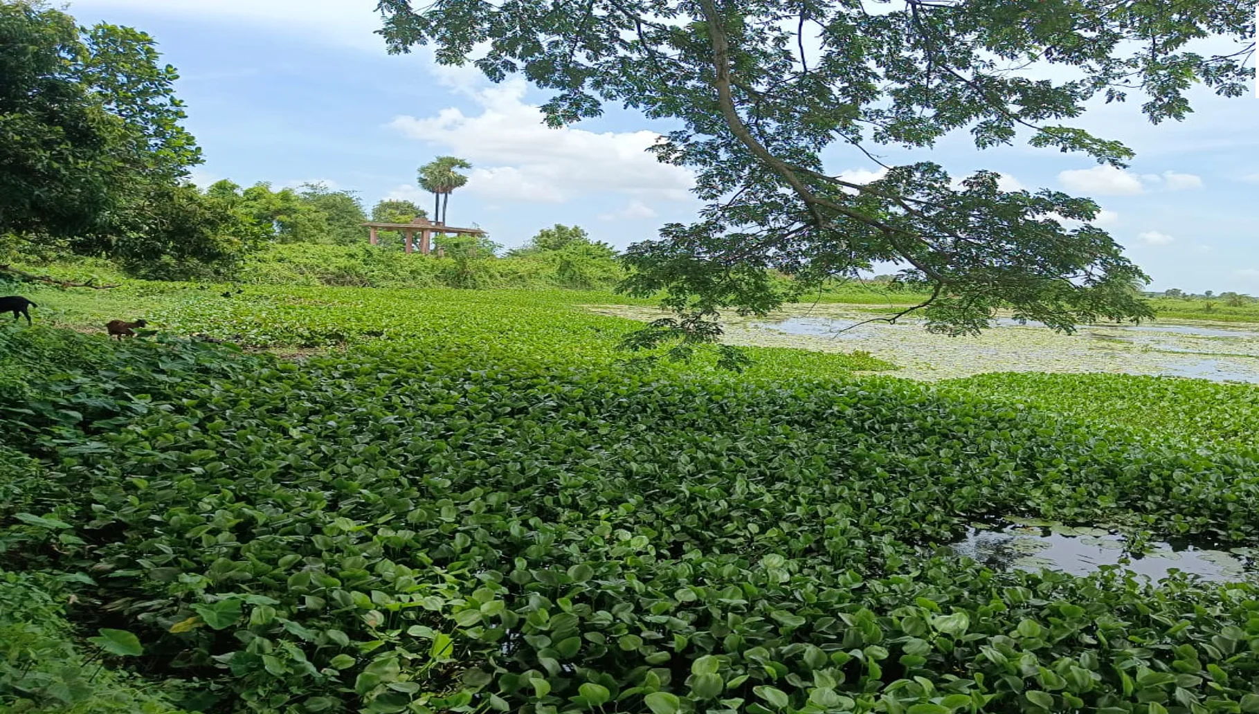 Water hyacinth-infested pond in Odisha.