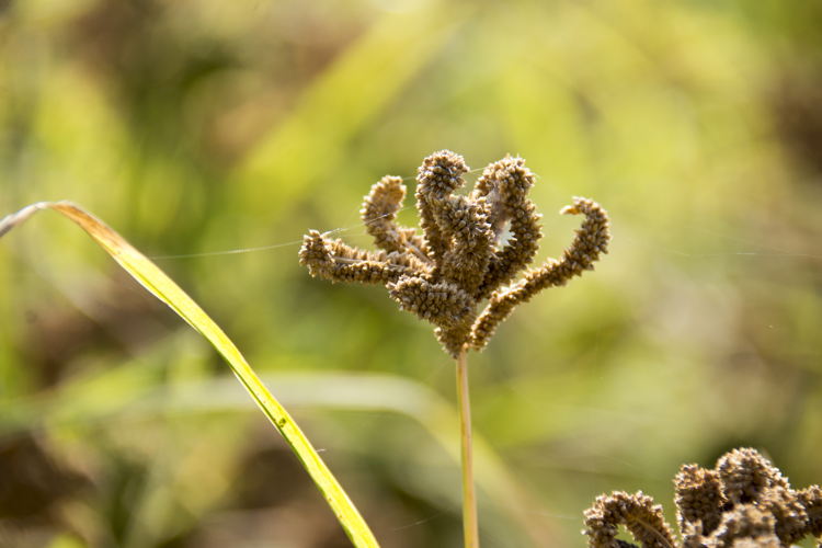 Finger Millet