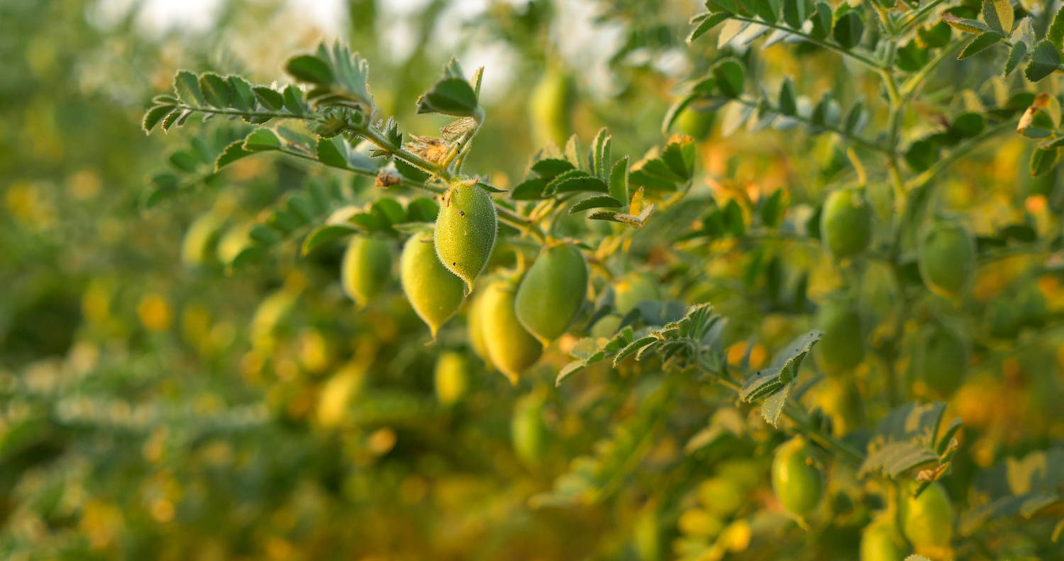 Chickpea