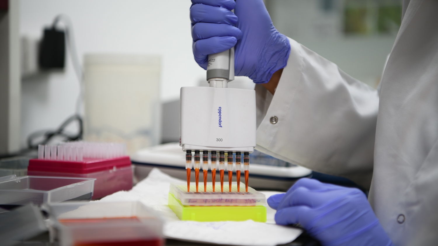 Marker assisted selection at the genomics laboratory at ICRISAT.