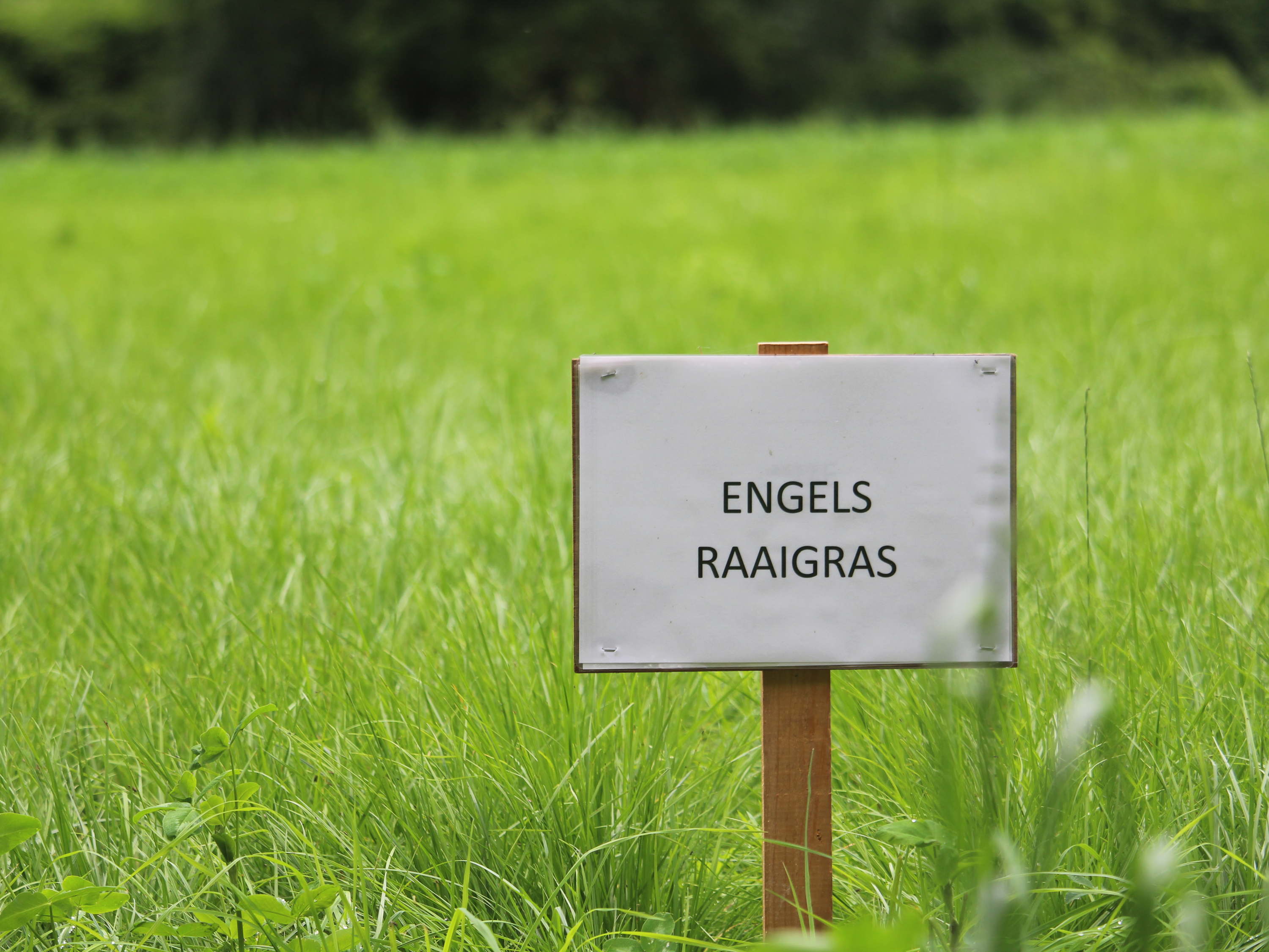 Nieuwe rassen Engels raaigras en rietzwenkgras op Belgische rassenlijst