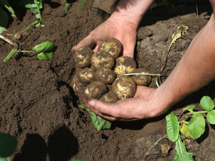 30 mei is de eerste Internationale Dag van de Aardappel