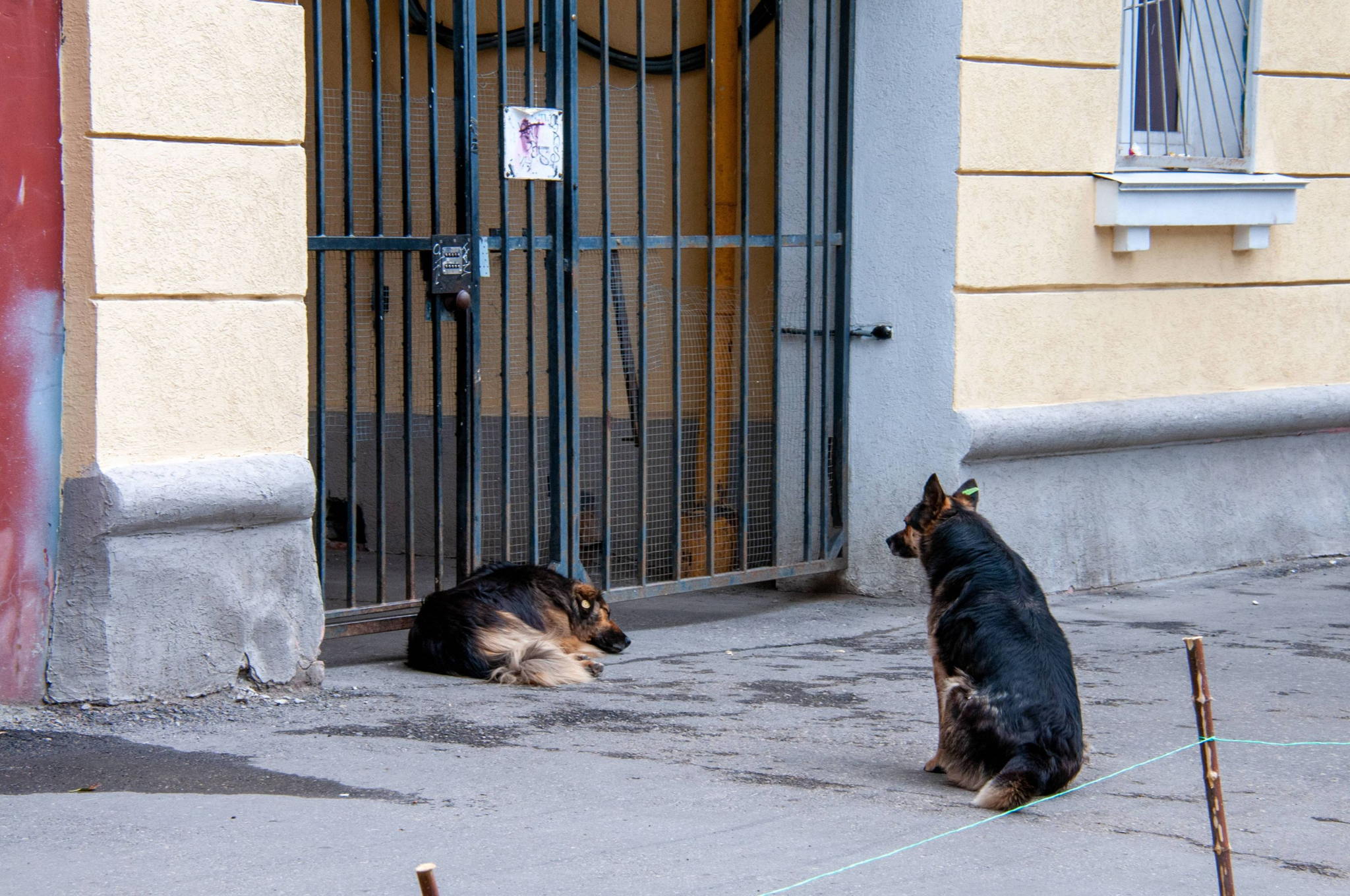 Rabies warning issued for dogs adopted from Russian organisation