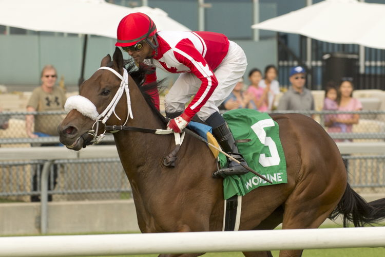 War Painter and jockey Patrick Husbands winning the Victorian Queen Stakes on September 24, 2023 at Woodbine (Michael Burns Photo)