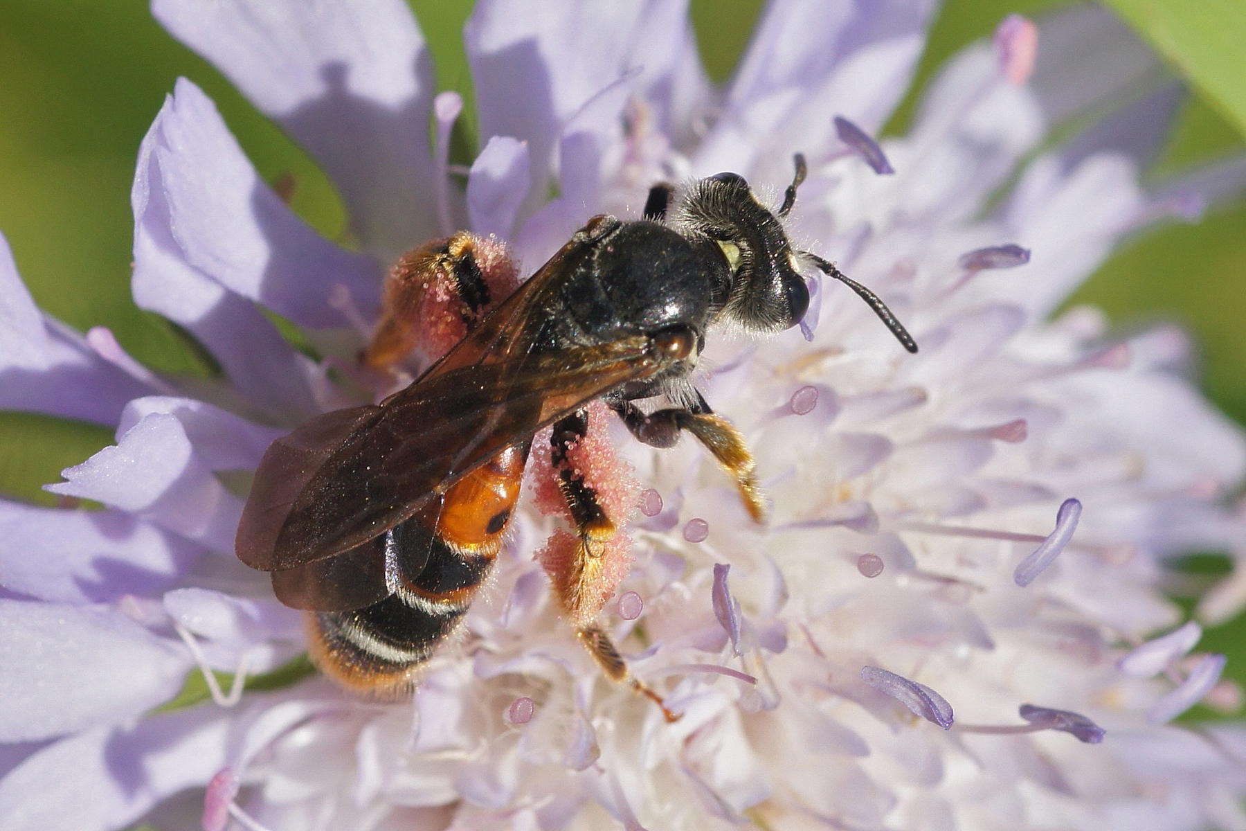 De gemeente Zemst onderneemt acties om de leefomgeving van de wilde bij, zoals de knautiabij (foto), te verbeteren. (copyright Henk Wallays). De gemeente Zemst onderneemt acties om de leefomgeving van de wilde bij, zoals de knautiabij (foto), te verbeteren. (copyright Henk Wallays).