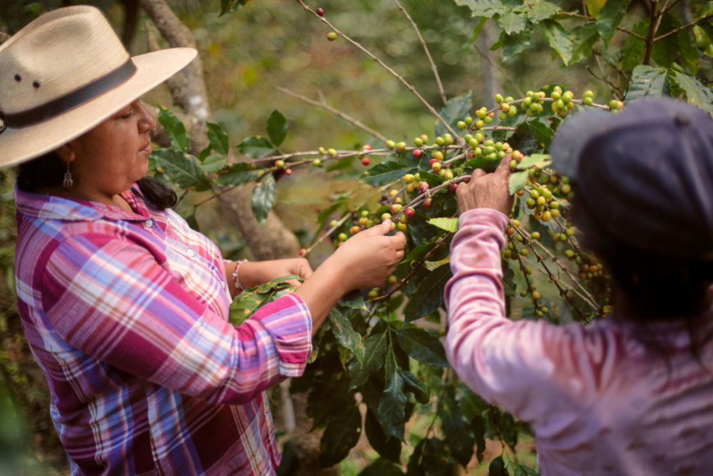 Koffieboeren Honduras