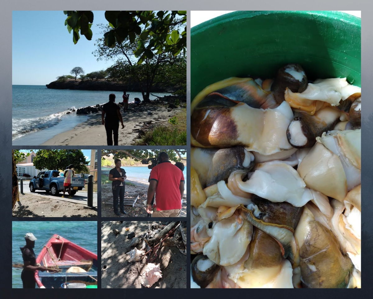The OECS is committed to supporting small-scale coastal producers in Member States.