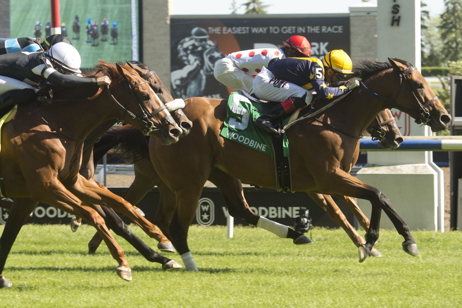 Josie Carroll trainee Boardroom and Jockey Rafael Hernandez winning the Royal North Stakes on June 4, 2022 (Michael Burns Photo)