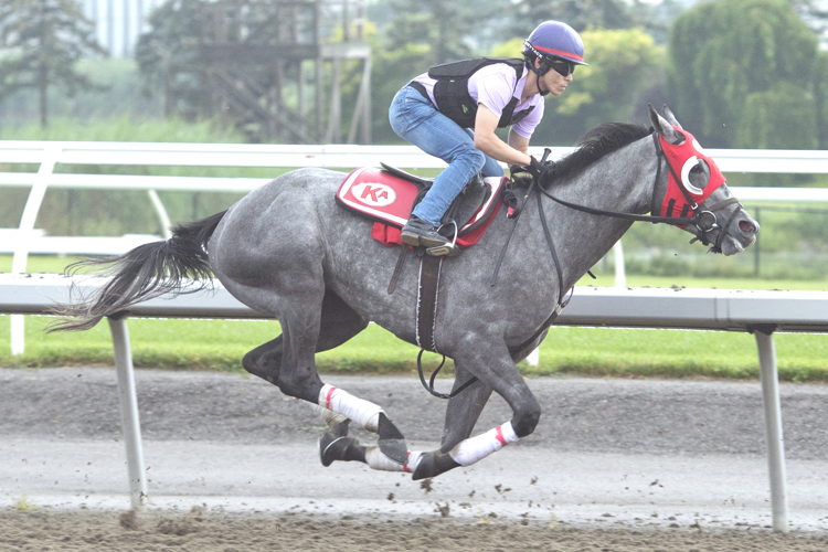 Courtly Ro training at Woodbine (Michael Burns Photo) Courtly Ro training at Woodbine (Michael Burns Photo)