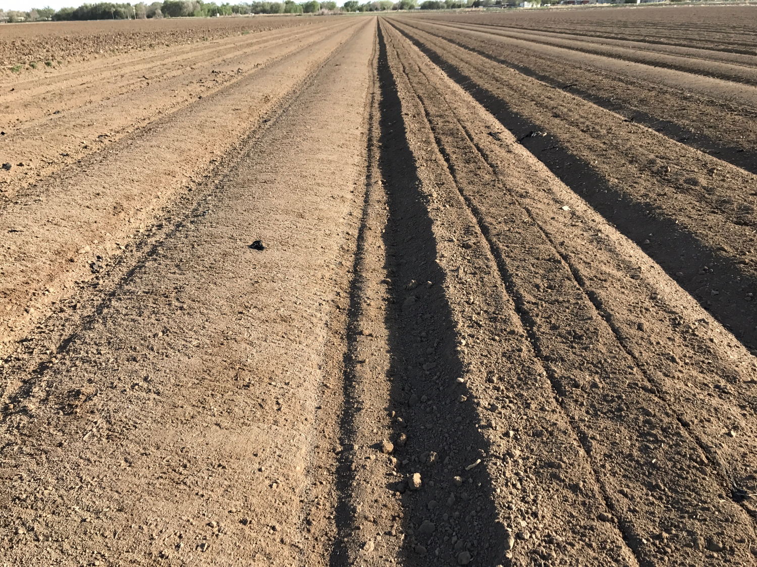 The finish-tilled bed is on the right; the shaped bed ready for planting is on the left