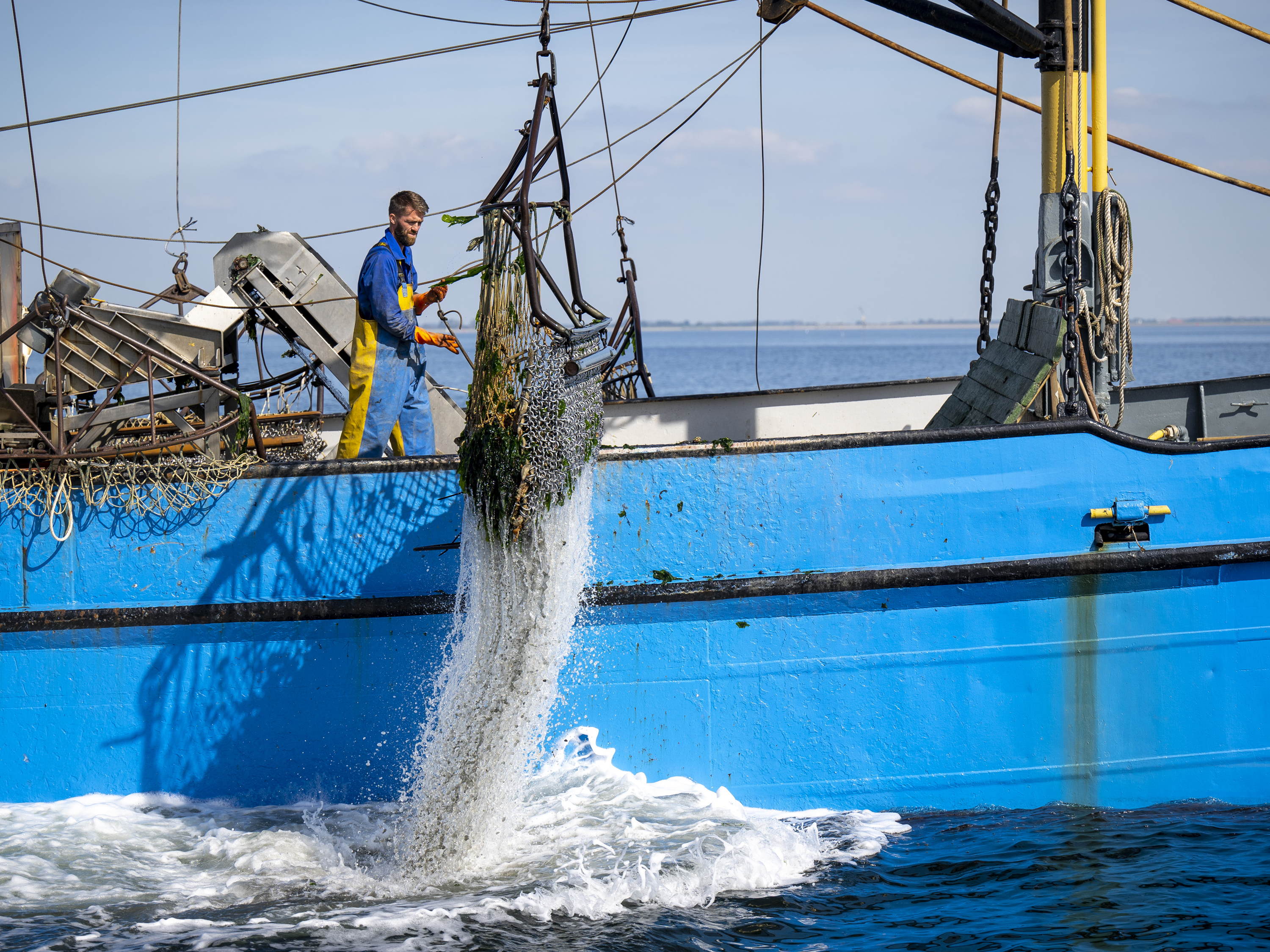 Oosterschelde geeft eerste oesters van nieuwe seizoen prijs