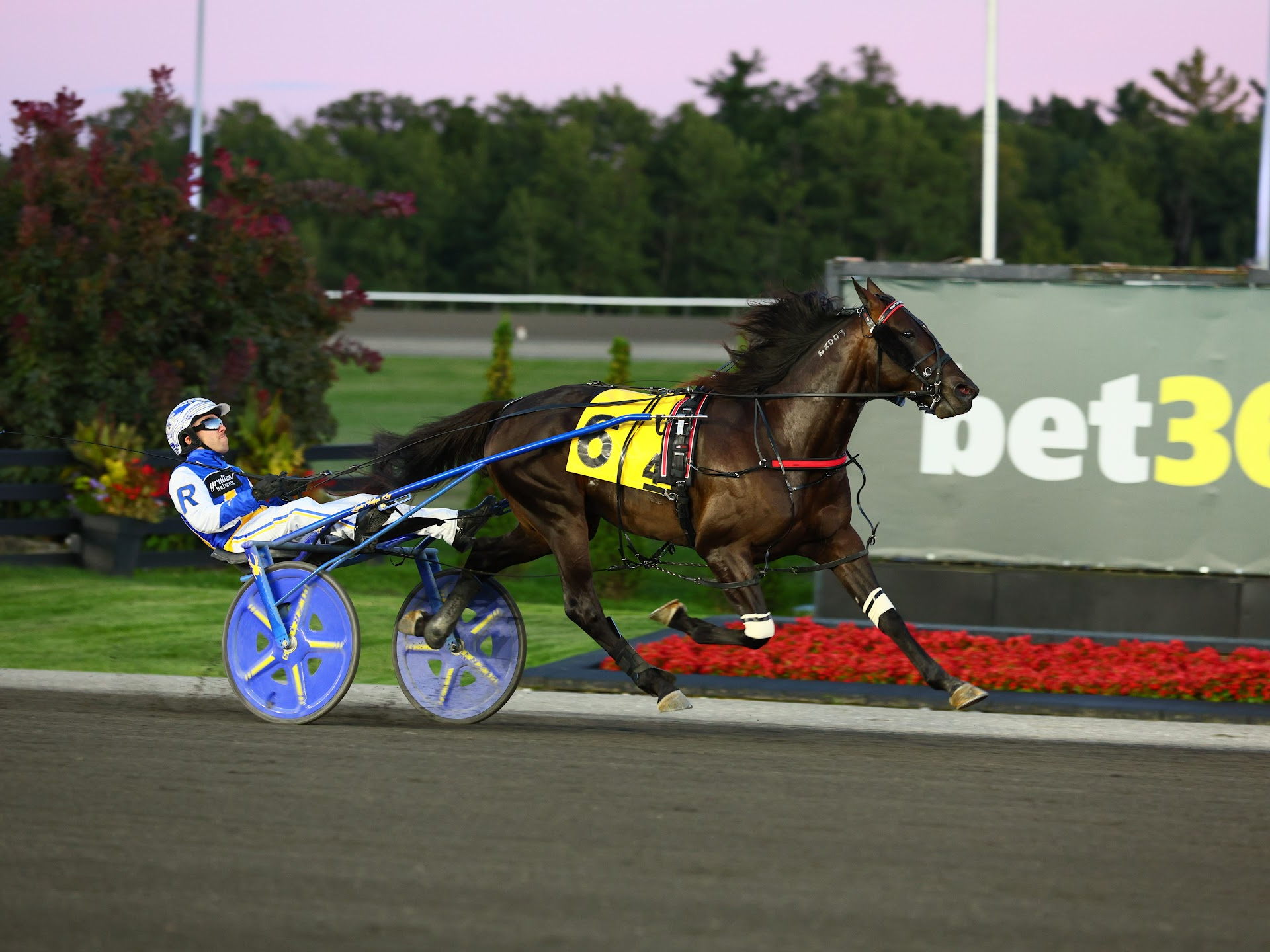 Canadian Trotting Classic & Elegantimage straight to finals